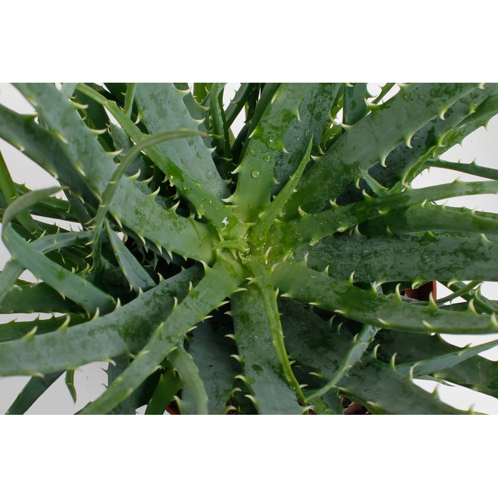 Aloe Arborencens.