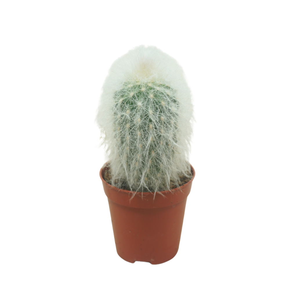 Pseudoespostoa melanostele 5,5 cm.