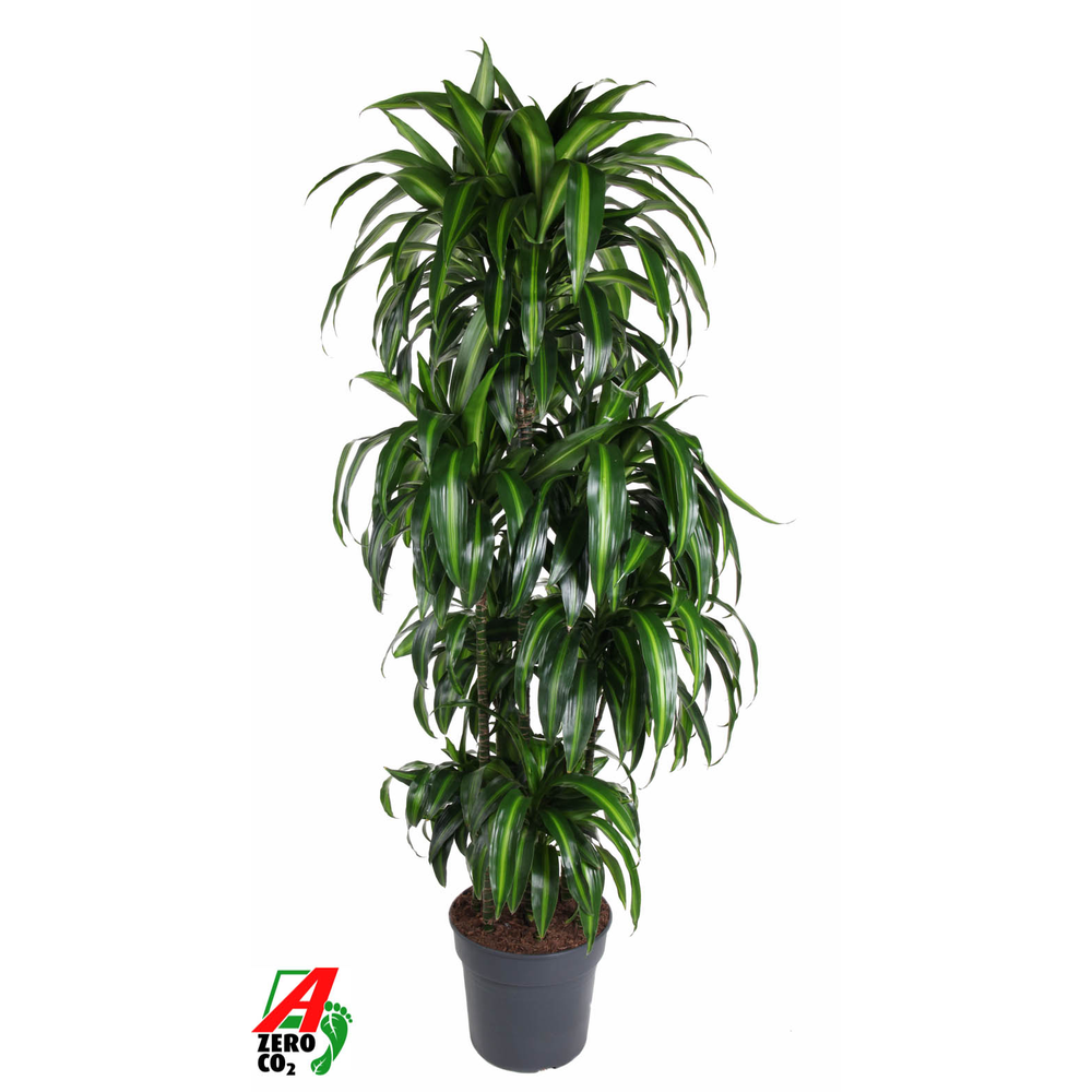 Dracaena Hawaiiana 120-carrousel.