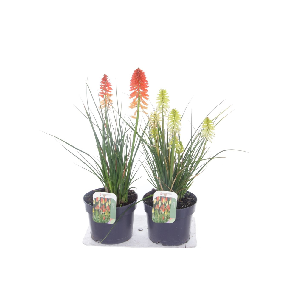 Kniphofia Poco Mix.