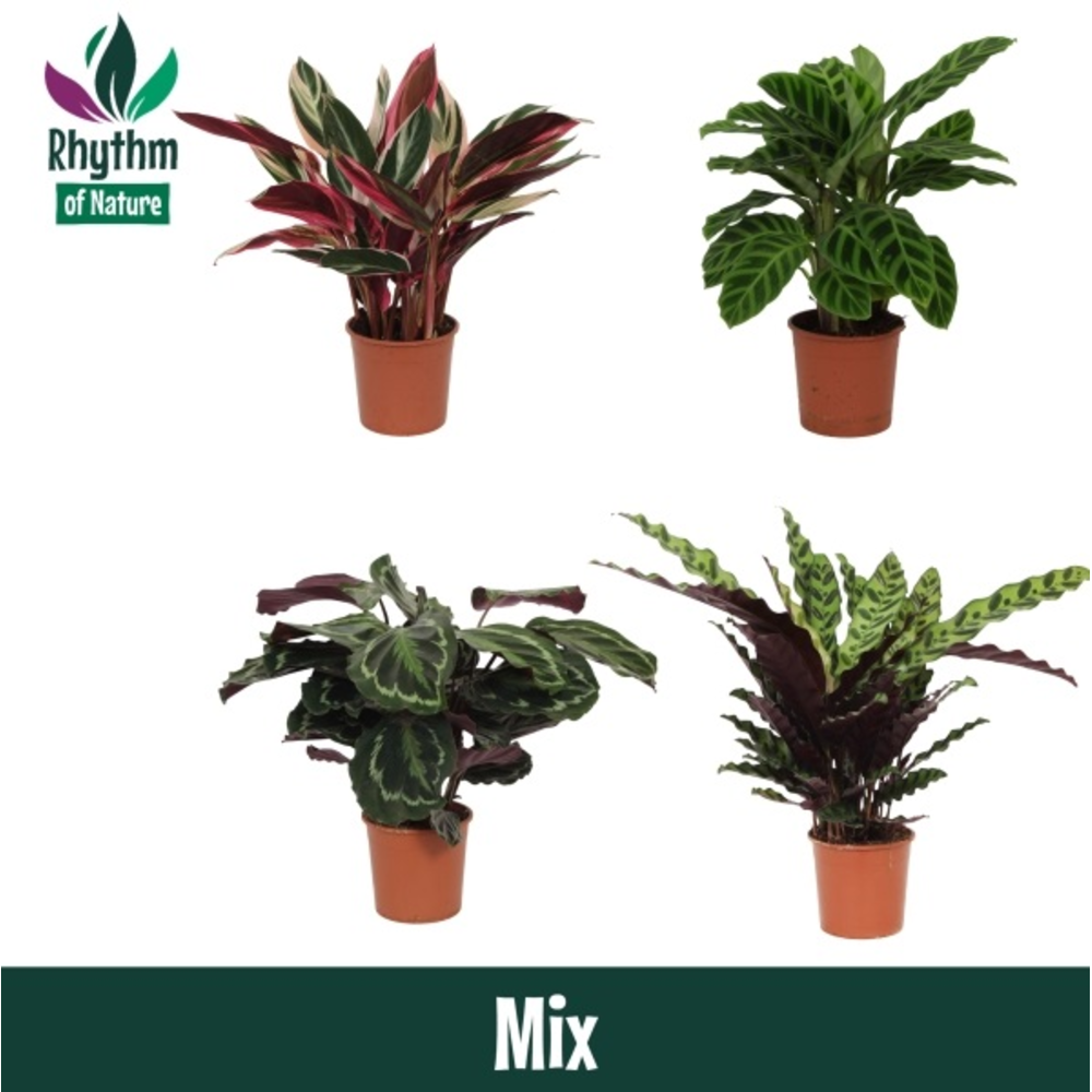 Calathea 14cm gemengd Rhythm of Nature zonder hoes.