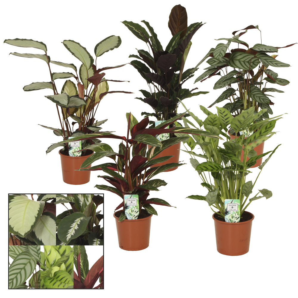 Calathea 17cm gemengd.