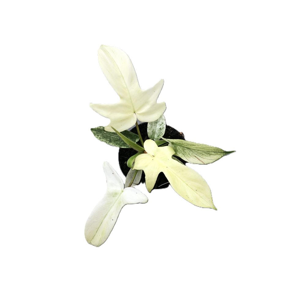 Philodendron "Florida Ghost".