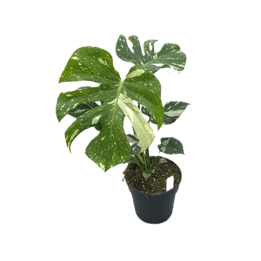 Monstera deliciosa "Thaï Constellation" p17 1pp me.