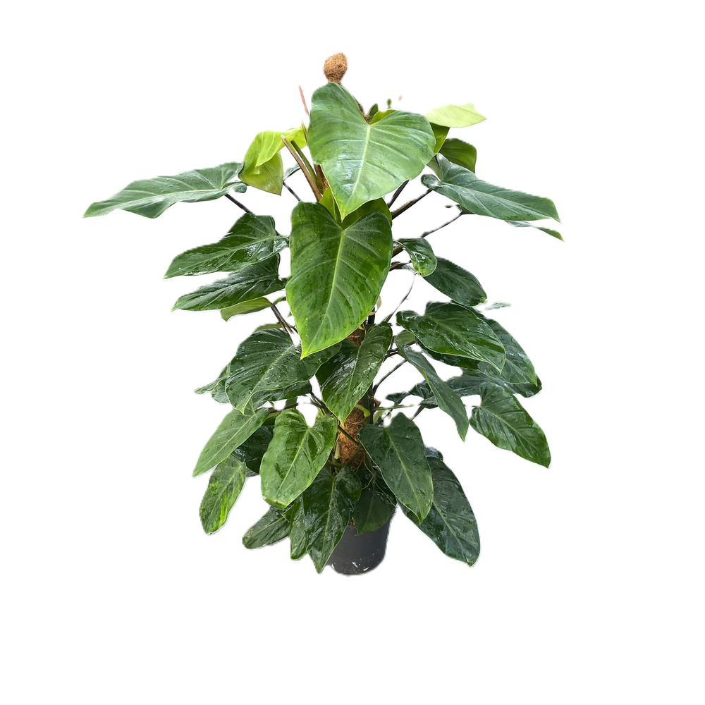 Philodendron "Emerald Queen" p24 mosstok 120cm.