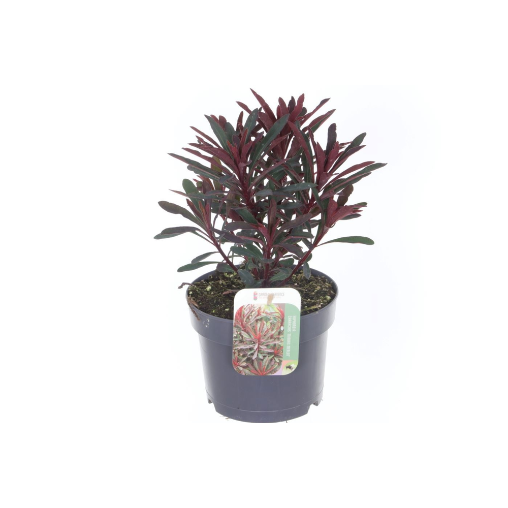 Euphorbia Miner's Merlot.