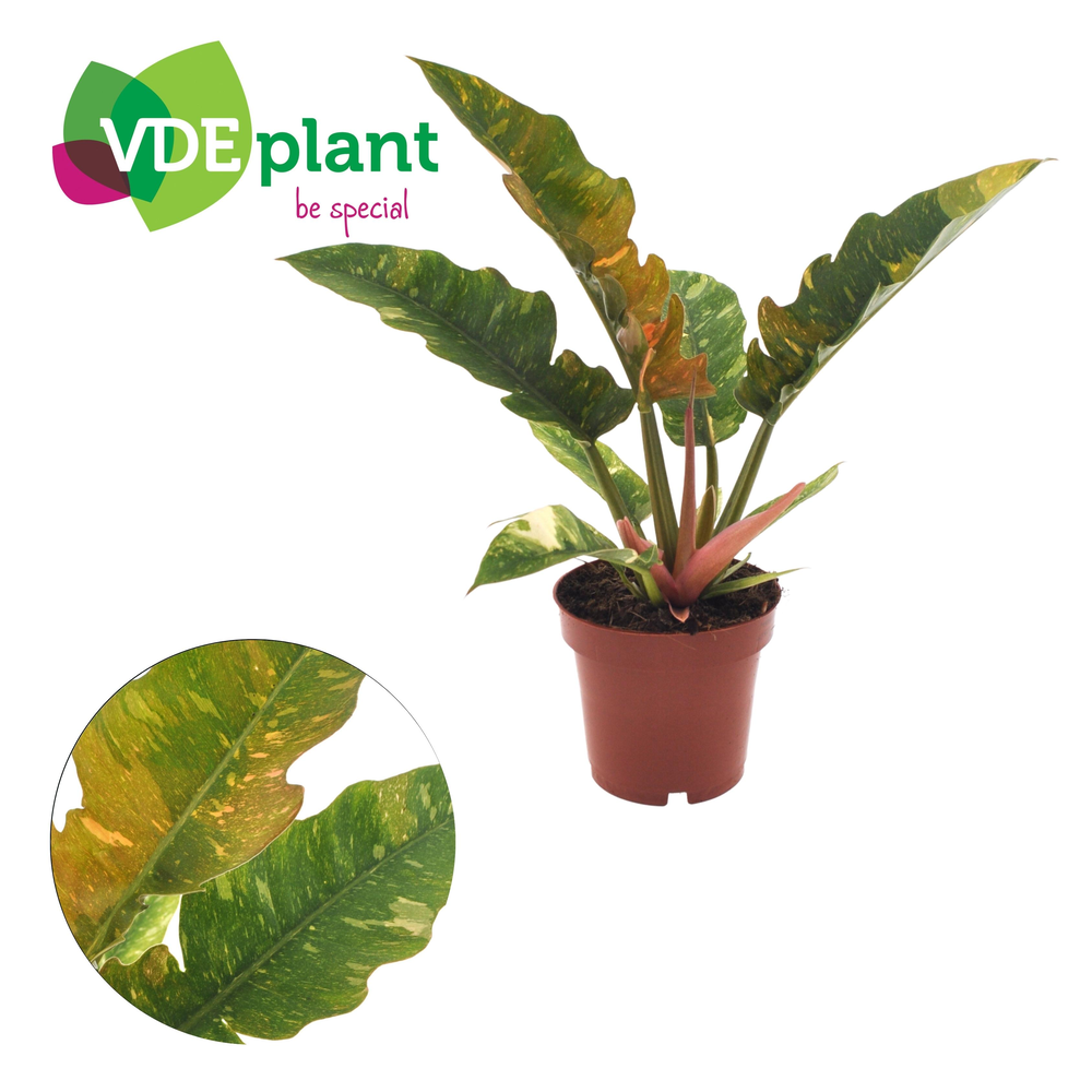 Philodendron Ring of Fire.