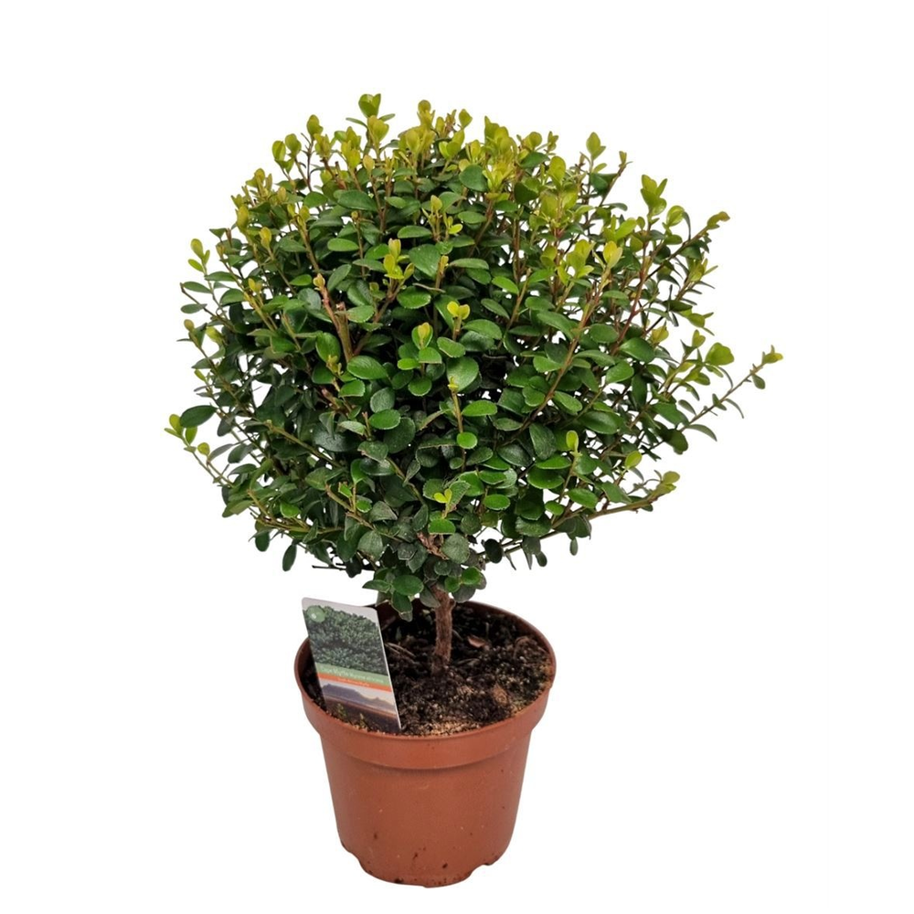 Myrsine Africana Stem.