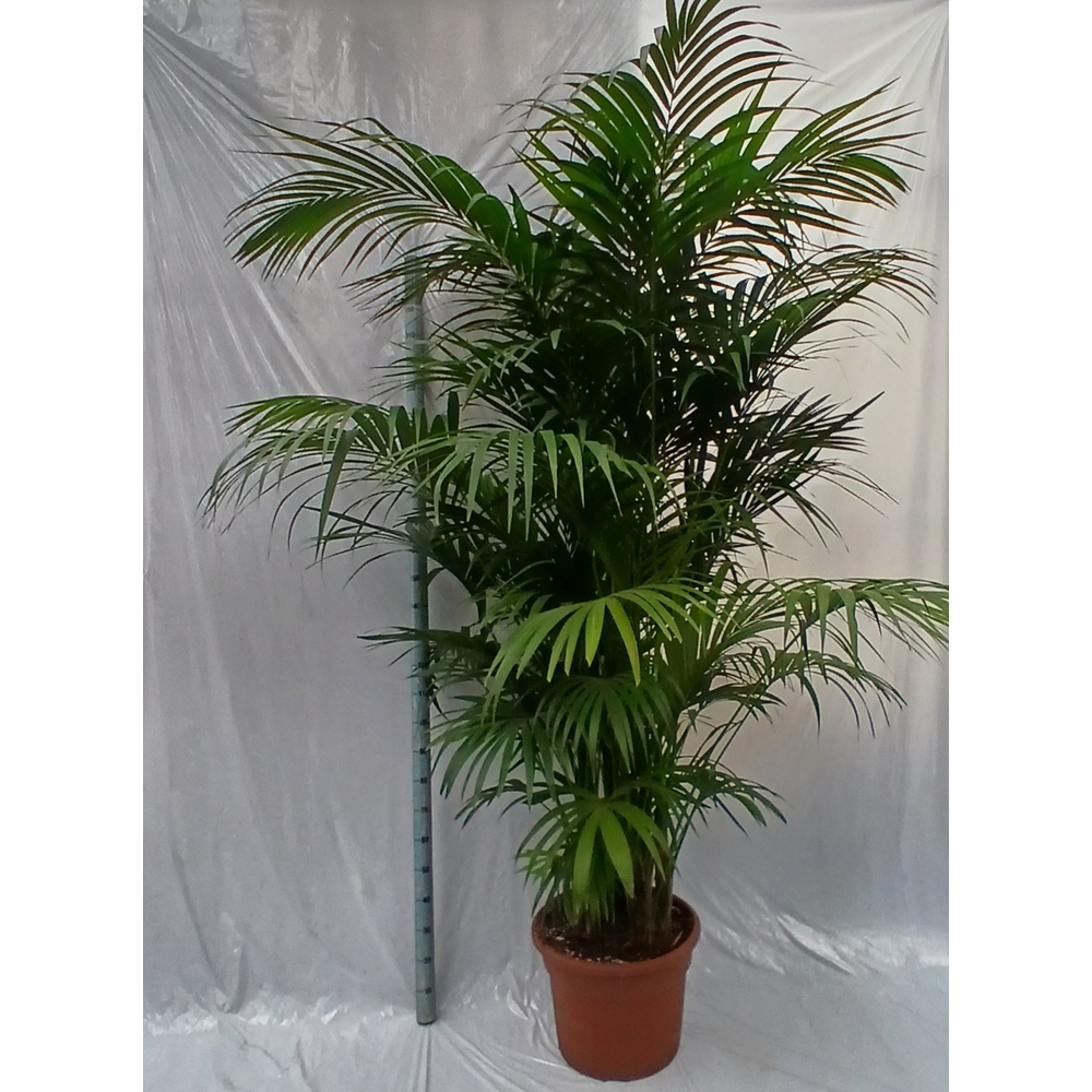 Howea forsteriana.