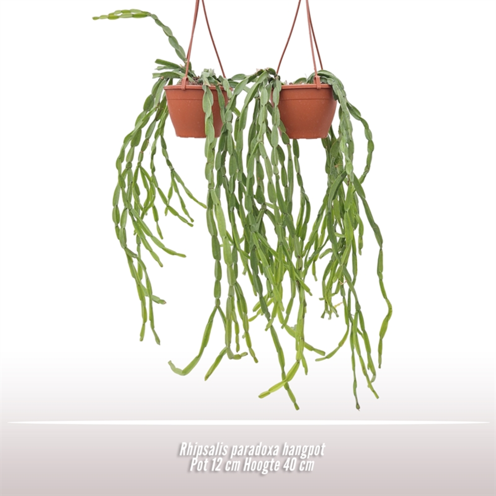 Rhipsalis paradoxa hangpot.
