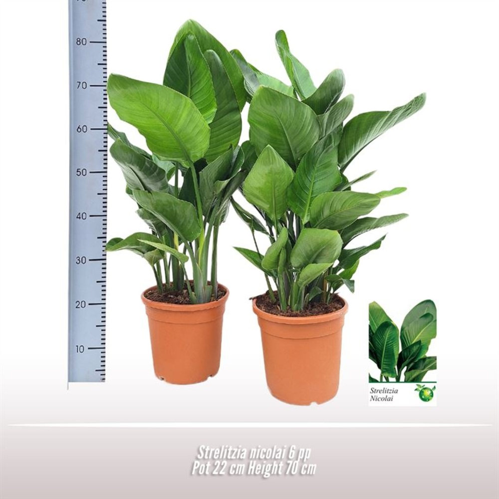 Strelitzia nicolai 6 per pot.