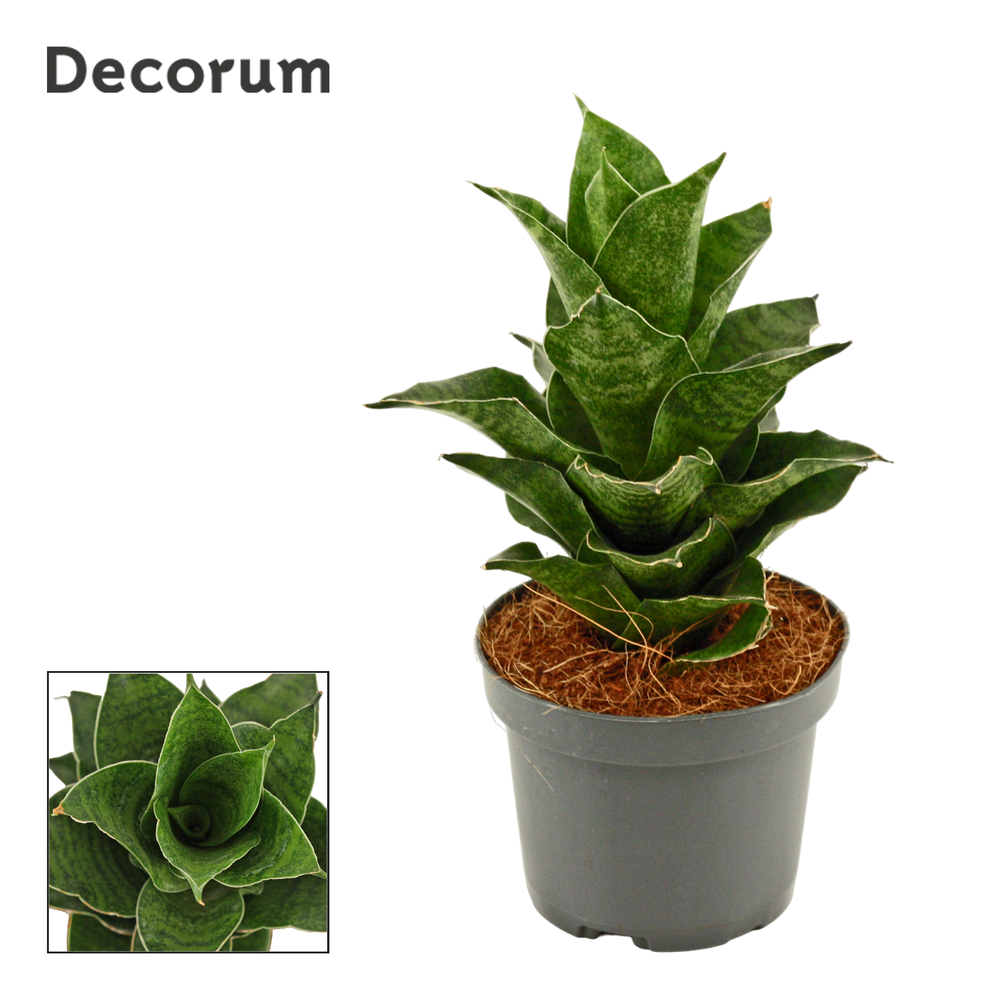 Sansevieria Mahanakorn 9 cm (Decorum).