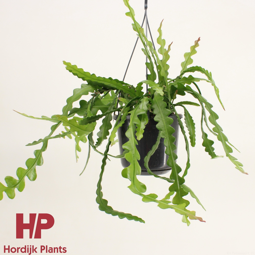 Epiphyllum anguliger.
