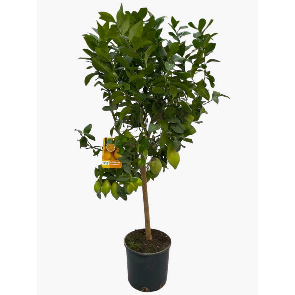Citrus Lemon "op stam".