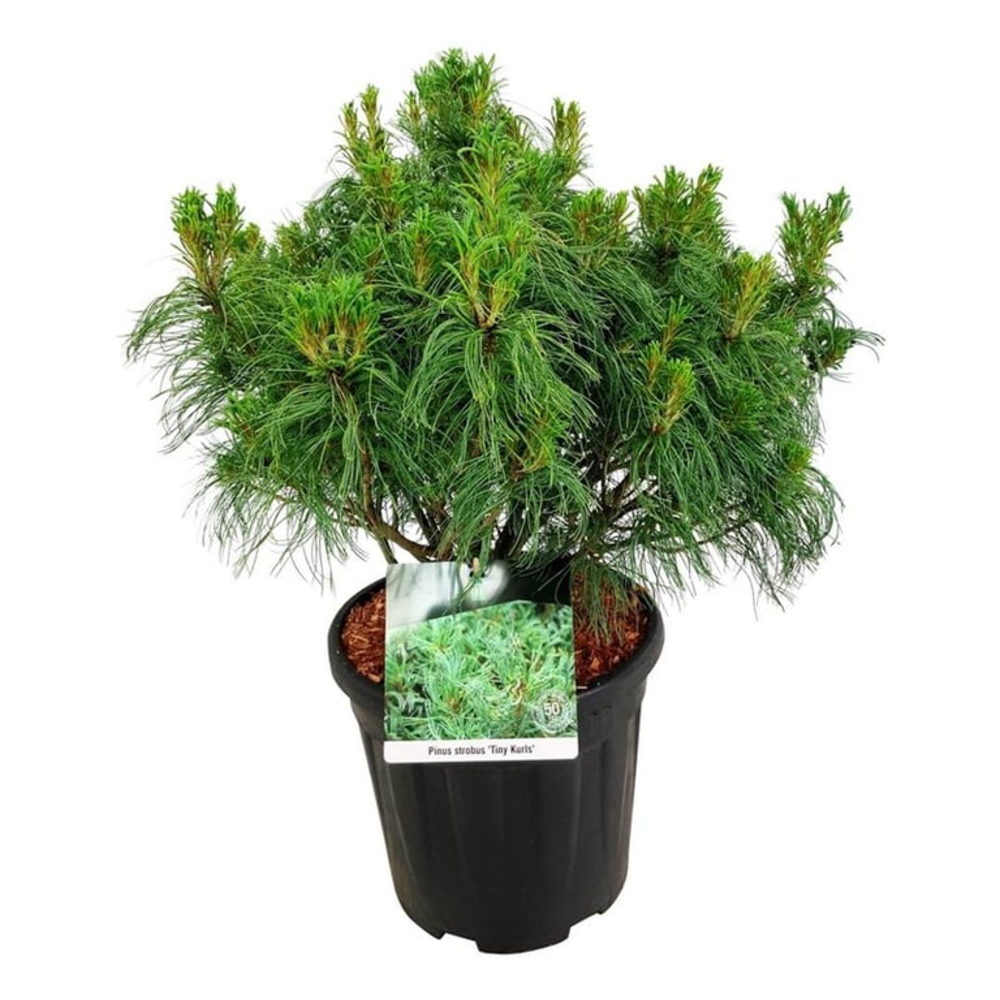 Pinus strobus 'Tiny Kurls'.