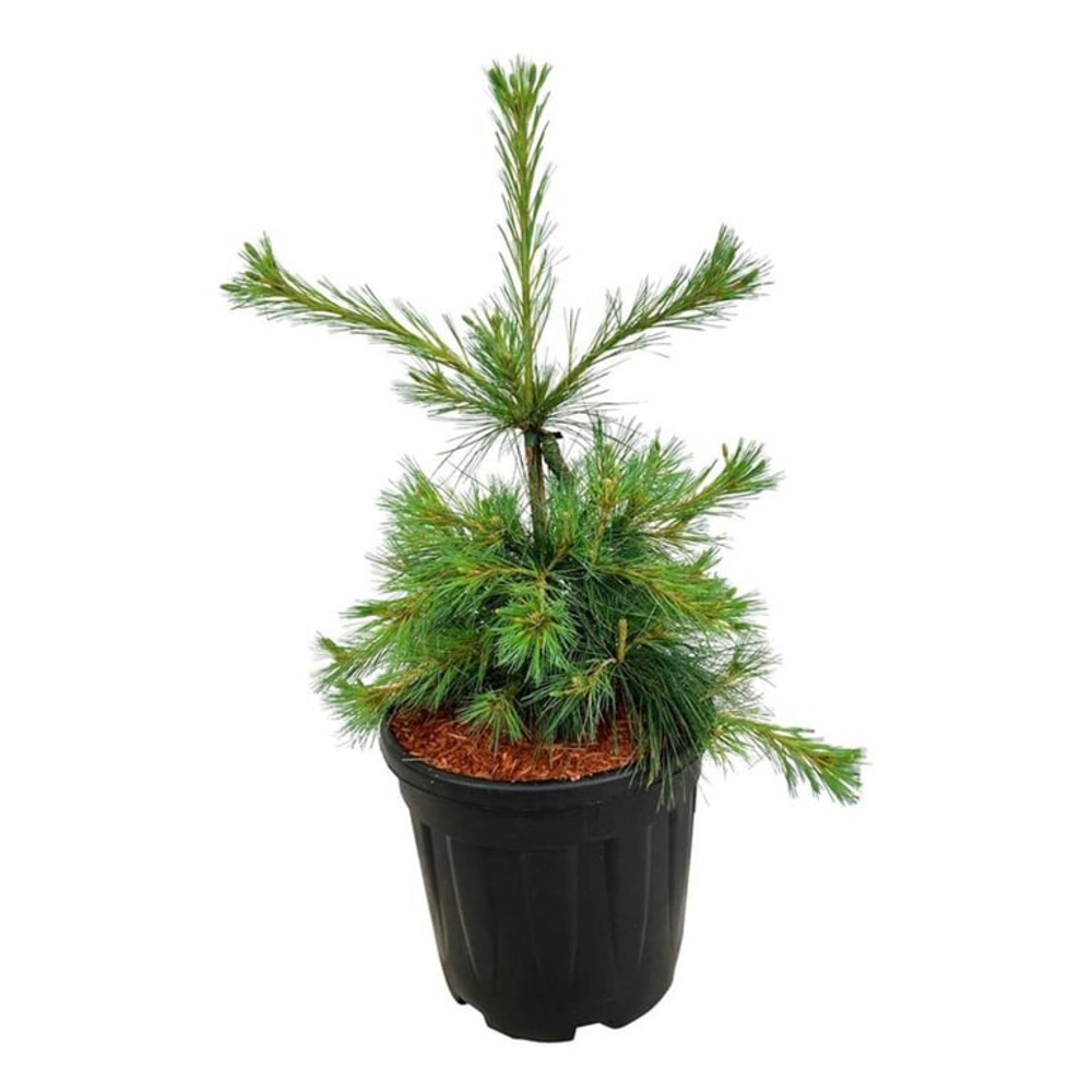 Pinus strobus 'Niagara Falls'.