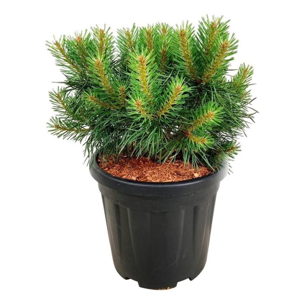 Pinus sylv. 'Blue Pearl' ®.