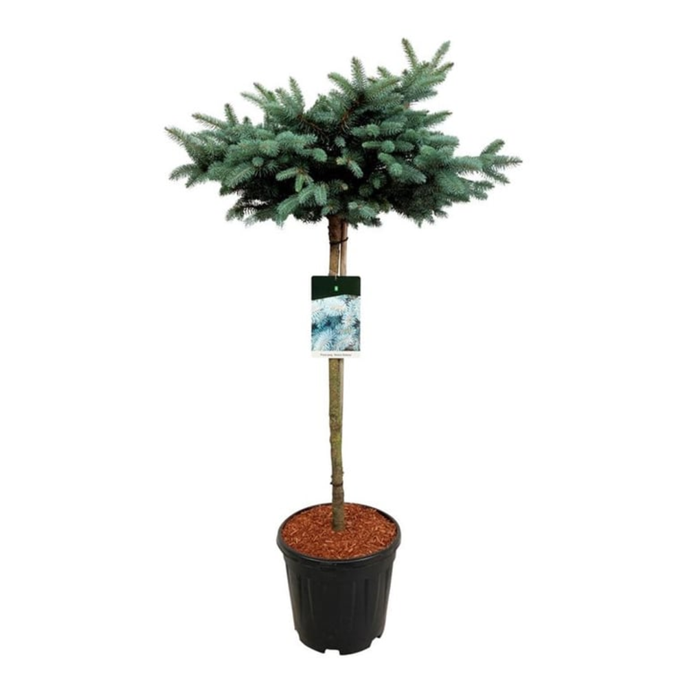 Picea pung. 'Glauca Globosa'.