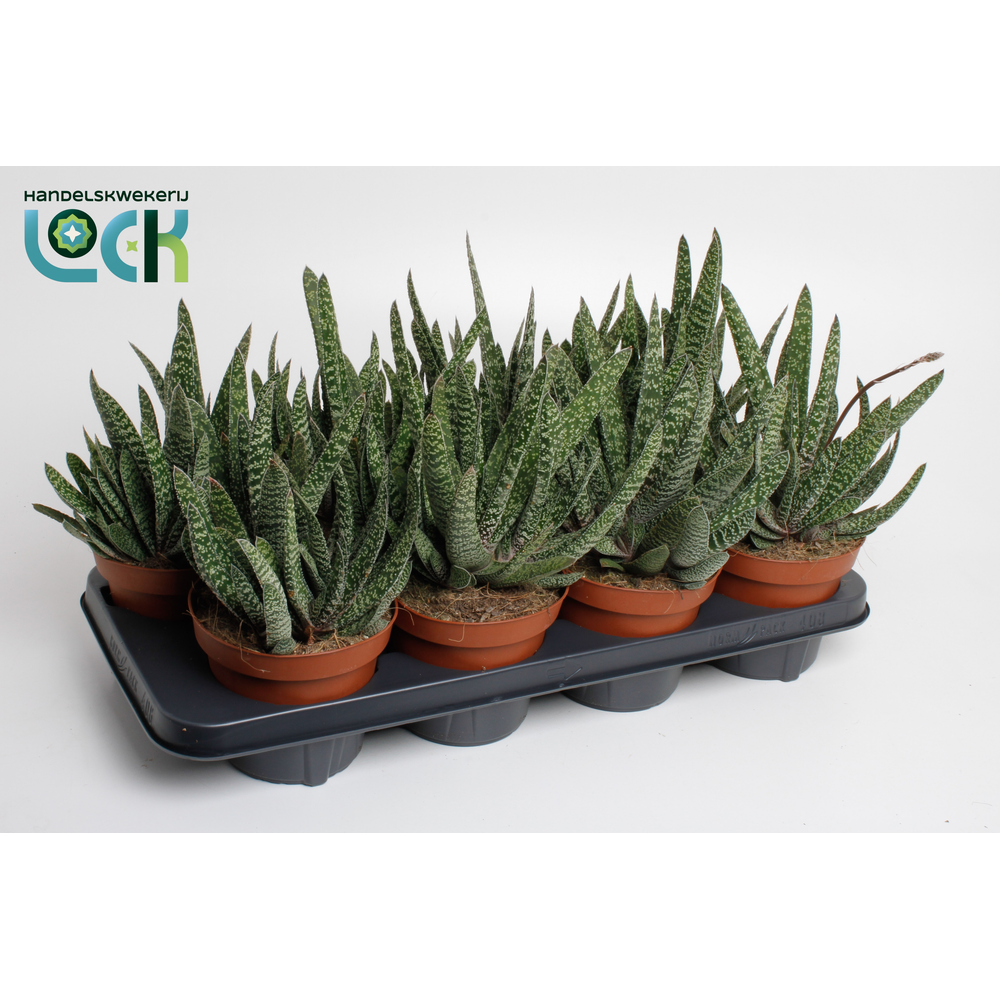 Gasteria Carinata 'Big Ben.