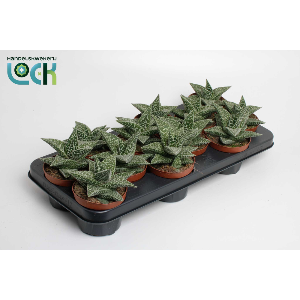 Gasteria Aveo.