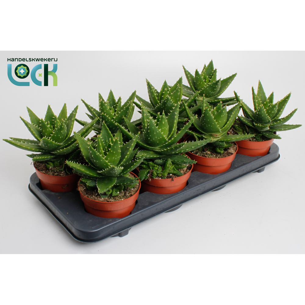 Aloe Mitriformis (Perfoliata).