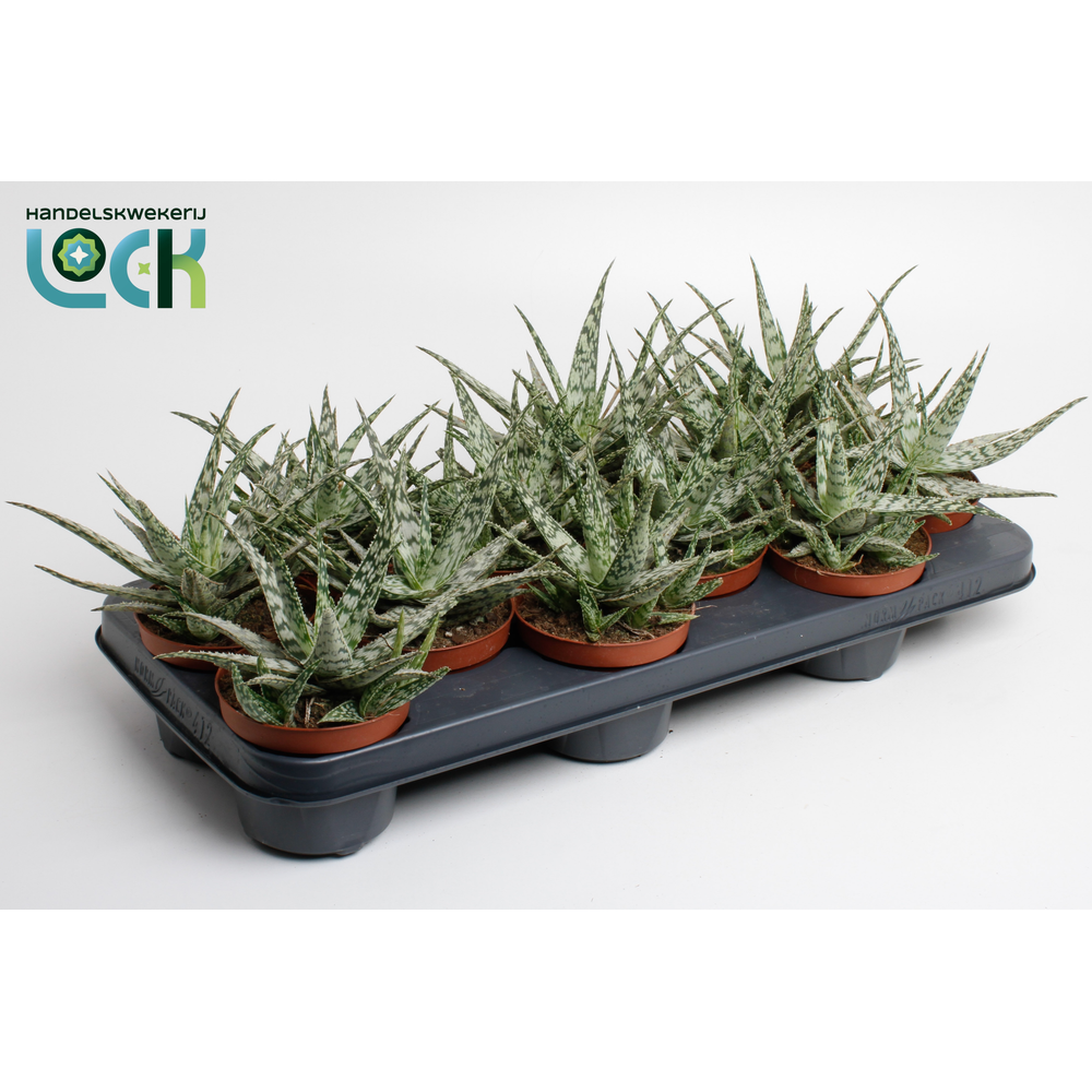 Aloe Somaliensis.