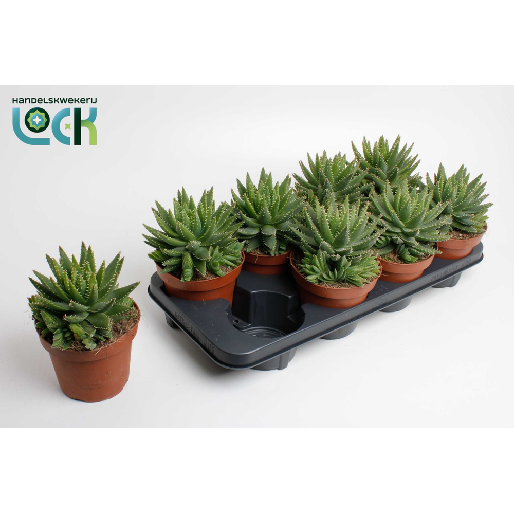 Aloe Brevifolia.