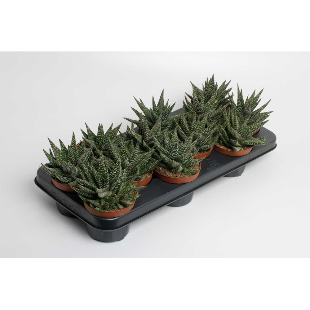 Haworthia Gasworthia Royal Highness.