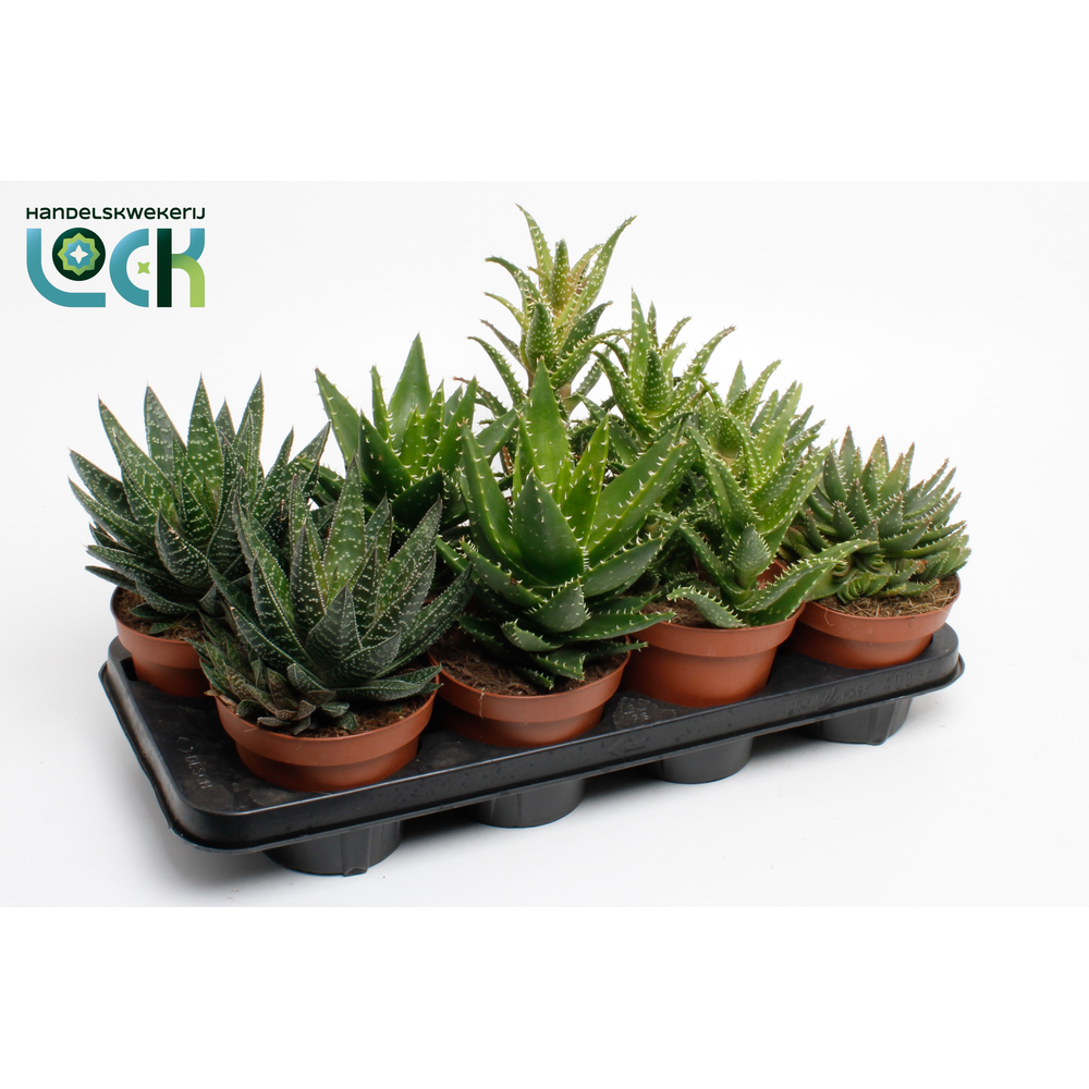 Aloe Mix.