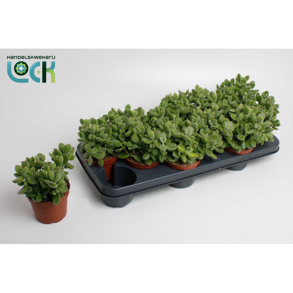 Cotyledon Ladismithiensis (Tomentosa).