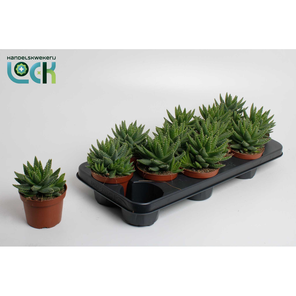 Aloe Brevifolia.