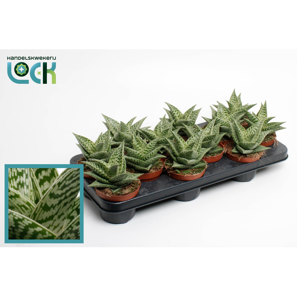Aloe Variegata Tribal.