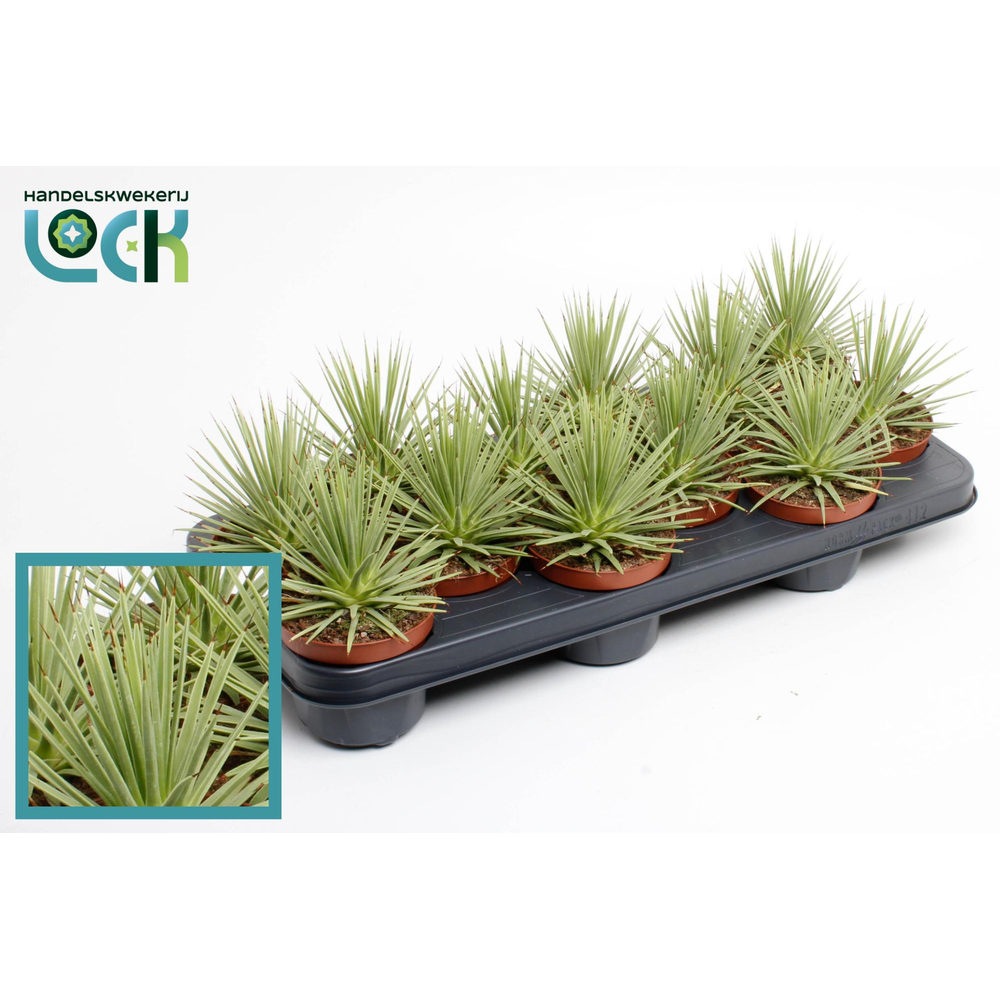 Agave Stricta 'Nana.