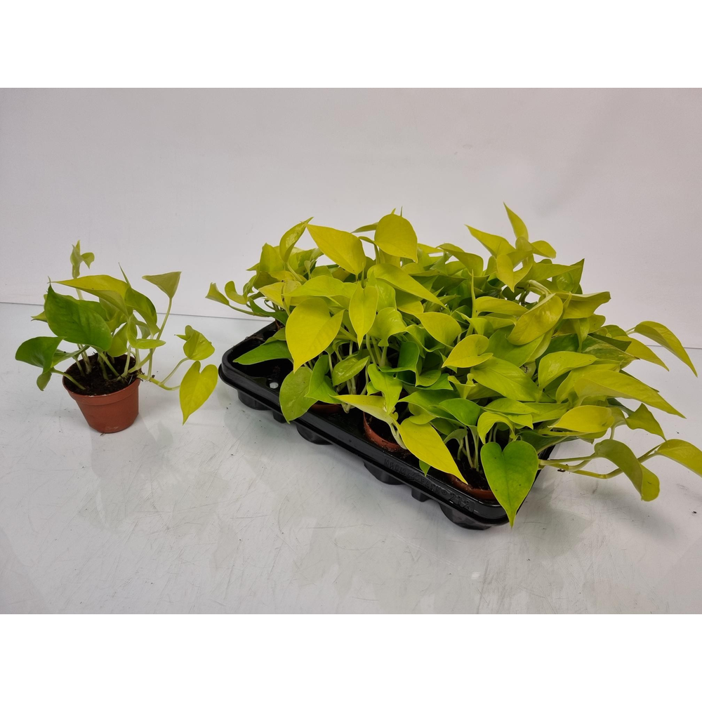 Epipremnum Pinnatum 'Golden Pothos'.