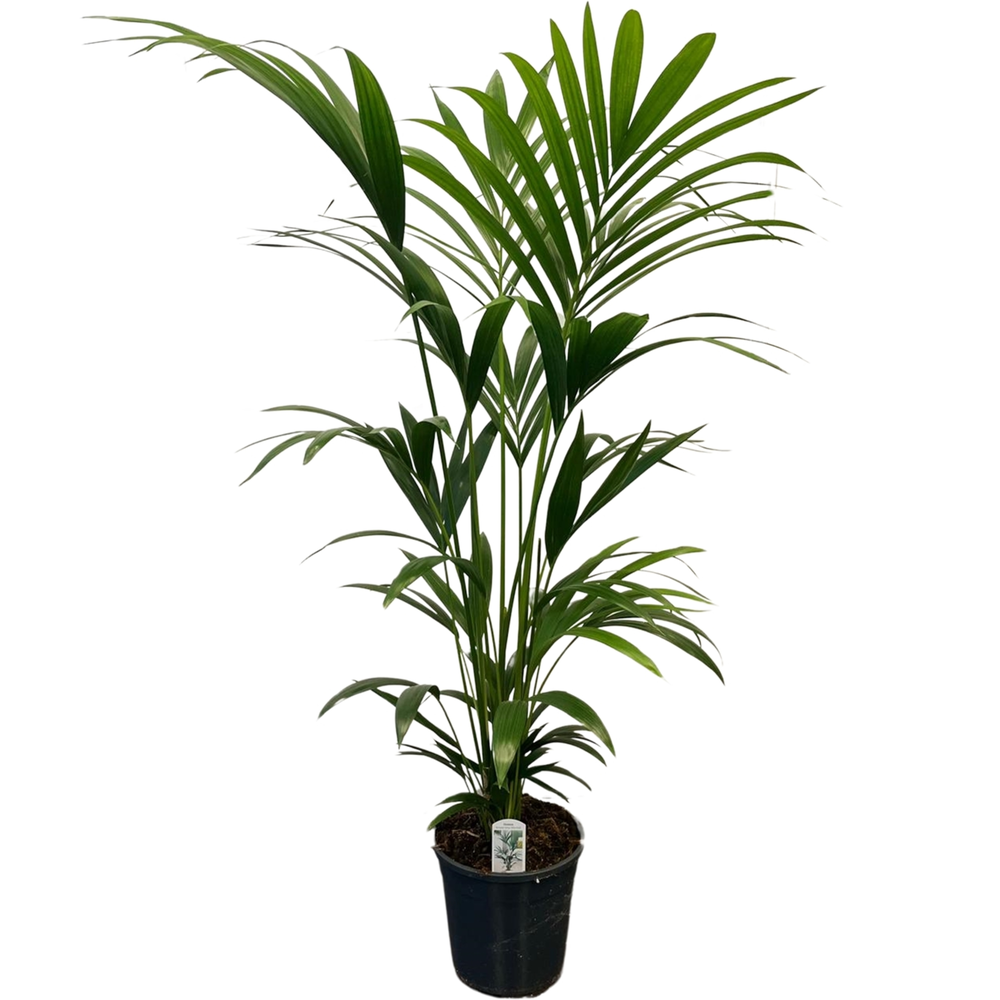 Howea forsteriana (Kentia) 6 pit 140-160cm.