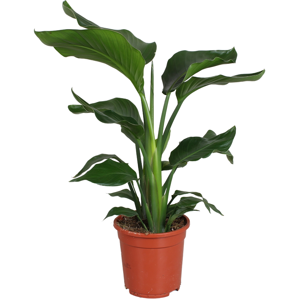Strelitzia nicolai 2 stek 70-80cm.