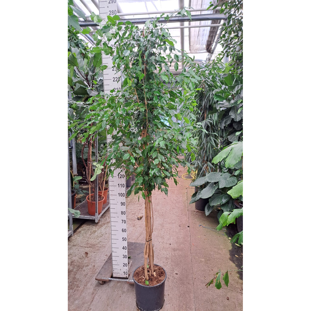 Ficus Exotica multistam 260.