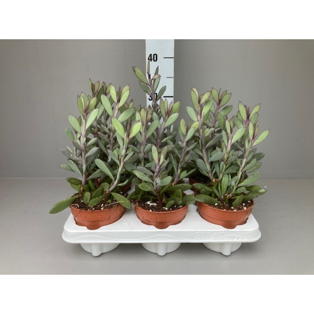 Strelitzia nicolaii.