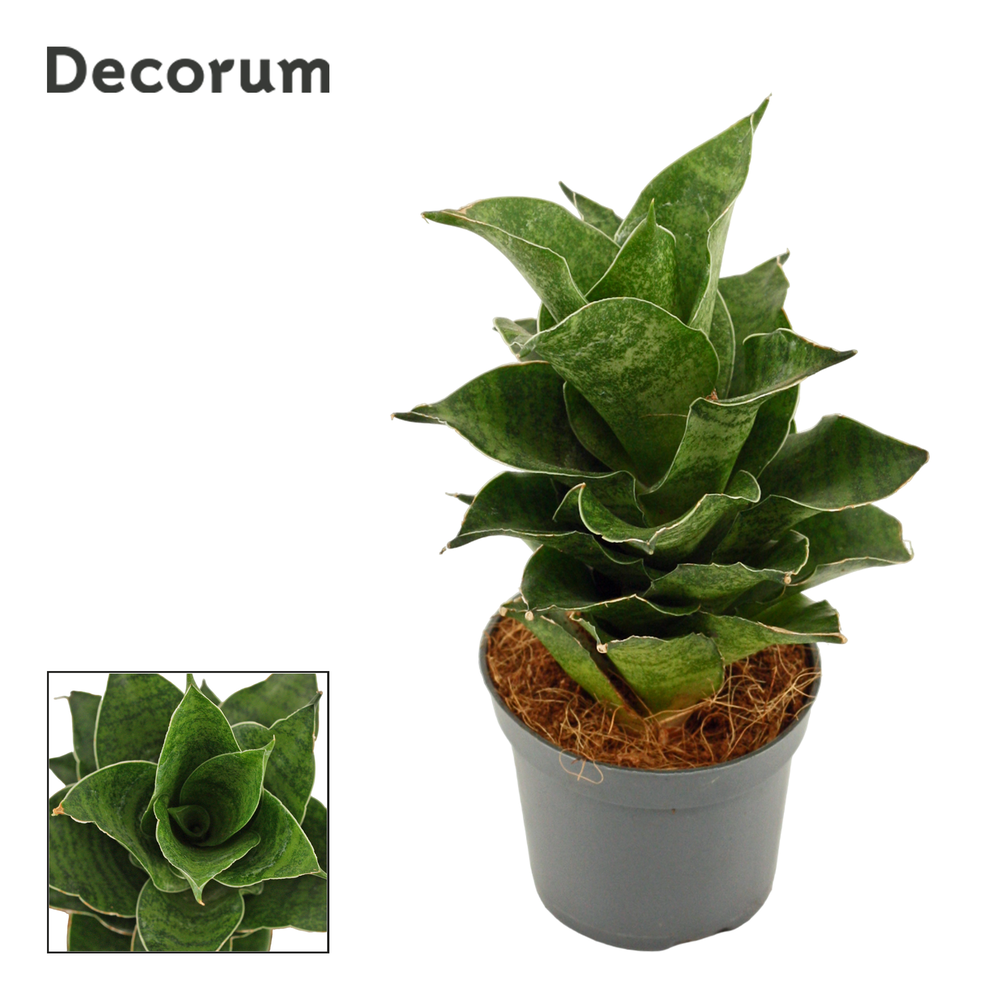 Sansevieria Mahanakorn 6 cm (Decorum).