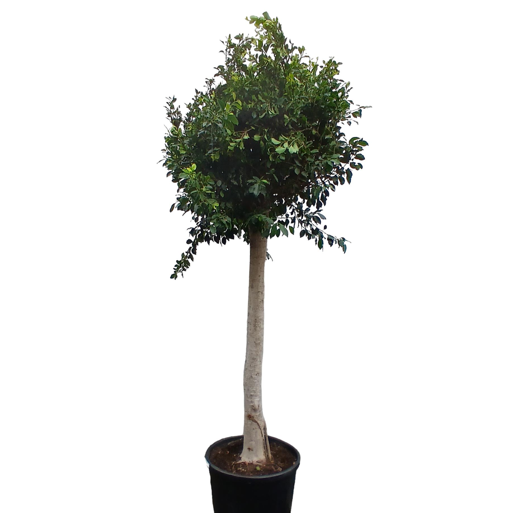 FICUS BENJAMINA.