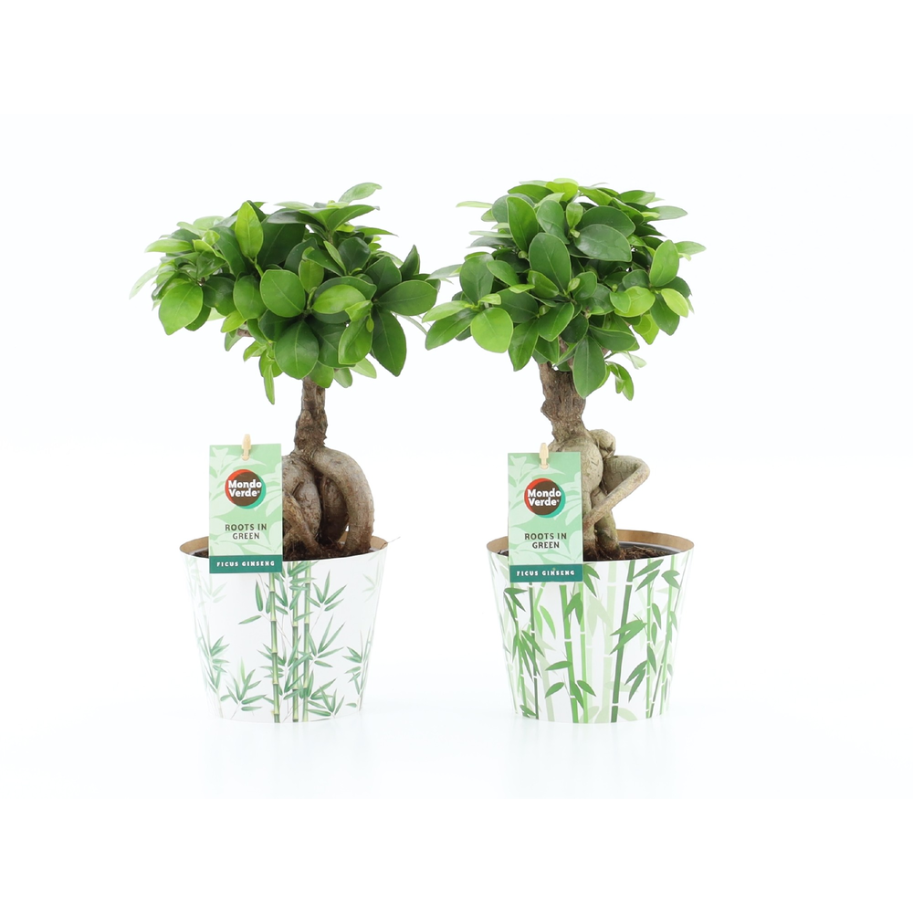 Ficus micr. Ginseng in Potcover Bamboo.