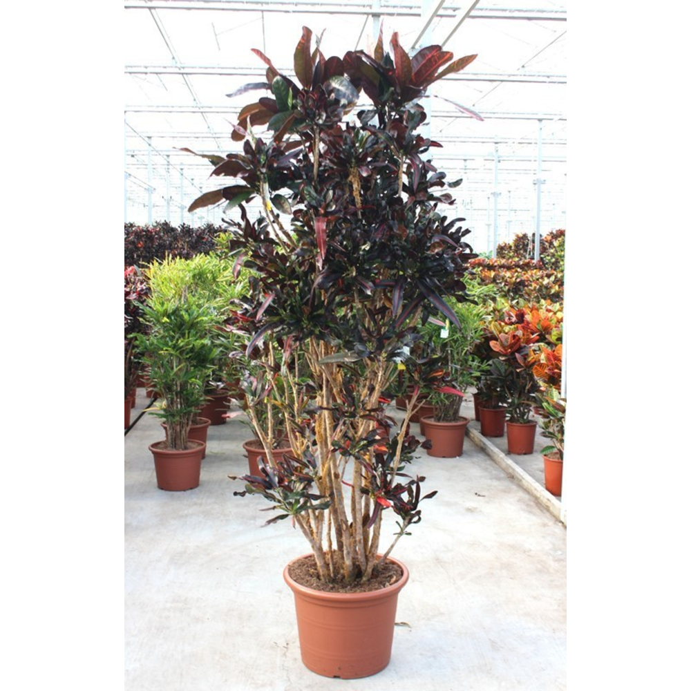 Codiaeum Mammi (Croton Mammi).