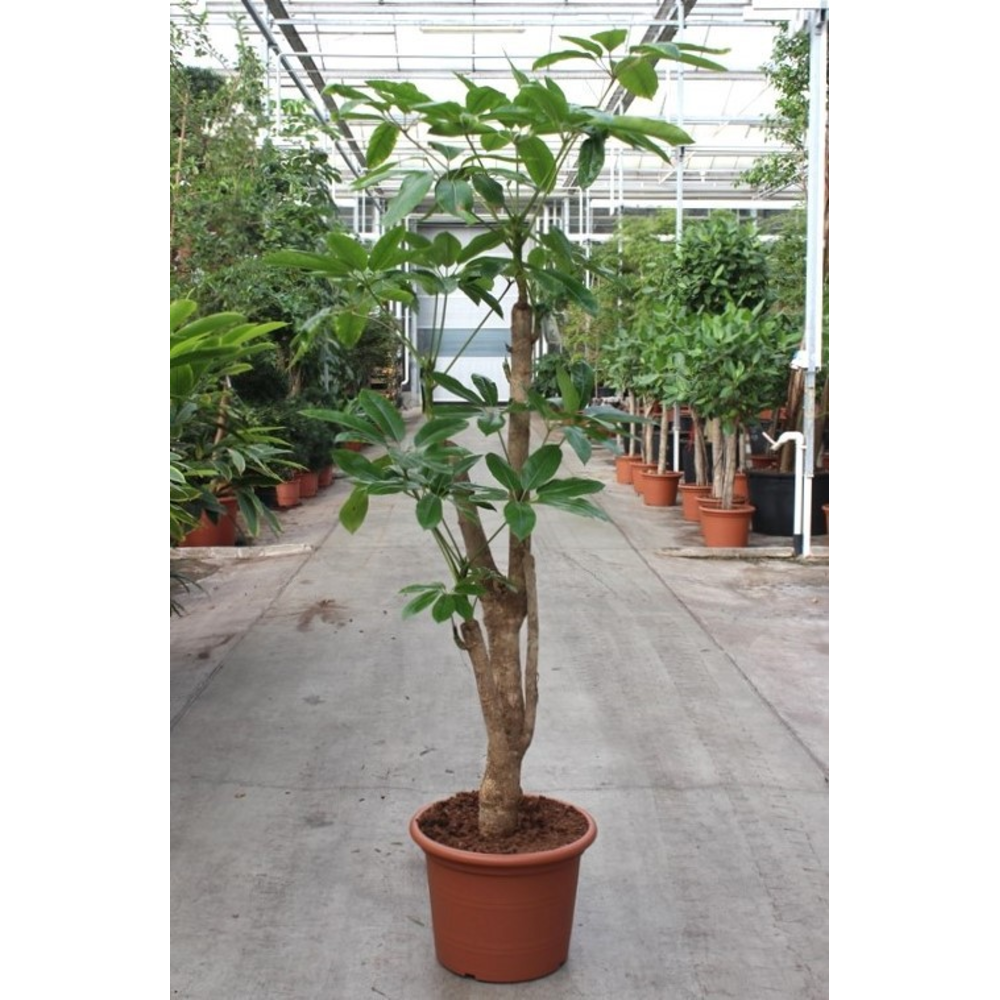 Schefflera actinophylla 'Amate’.
