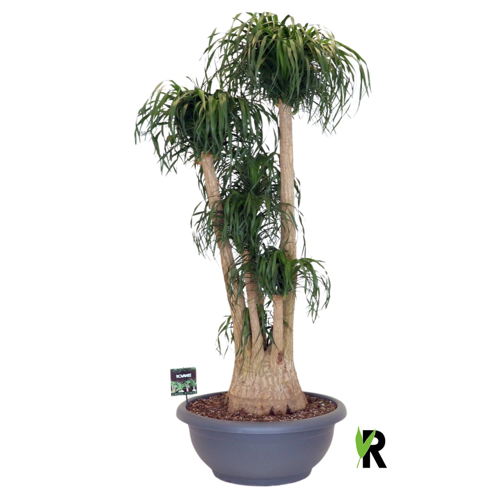Beaucarnea rec. vertakt ** 3 op dubbele cc.