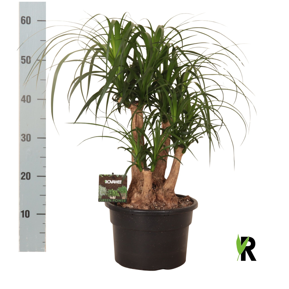 Beaucarnea rec. vertakt.