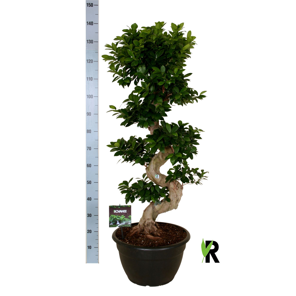 Ficus micr. S-type in kunststof sierpot.