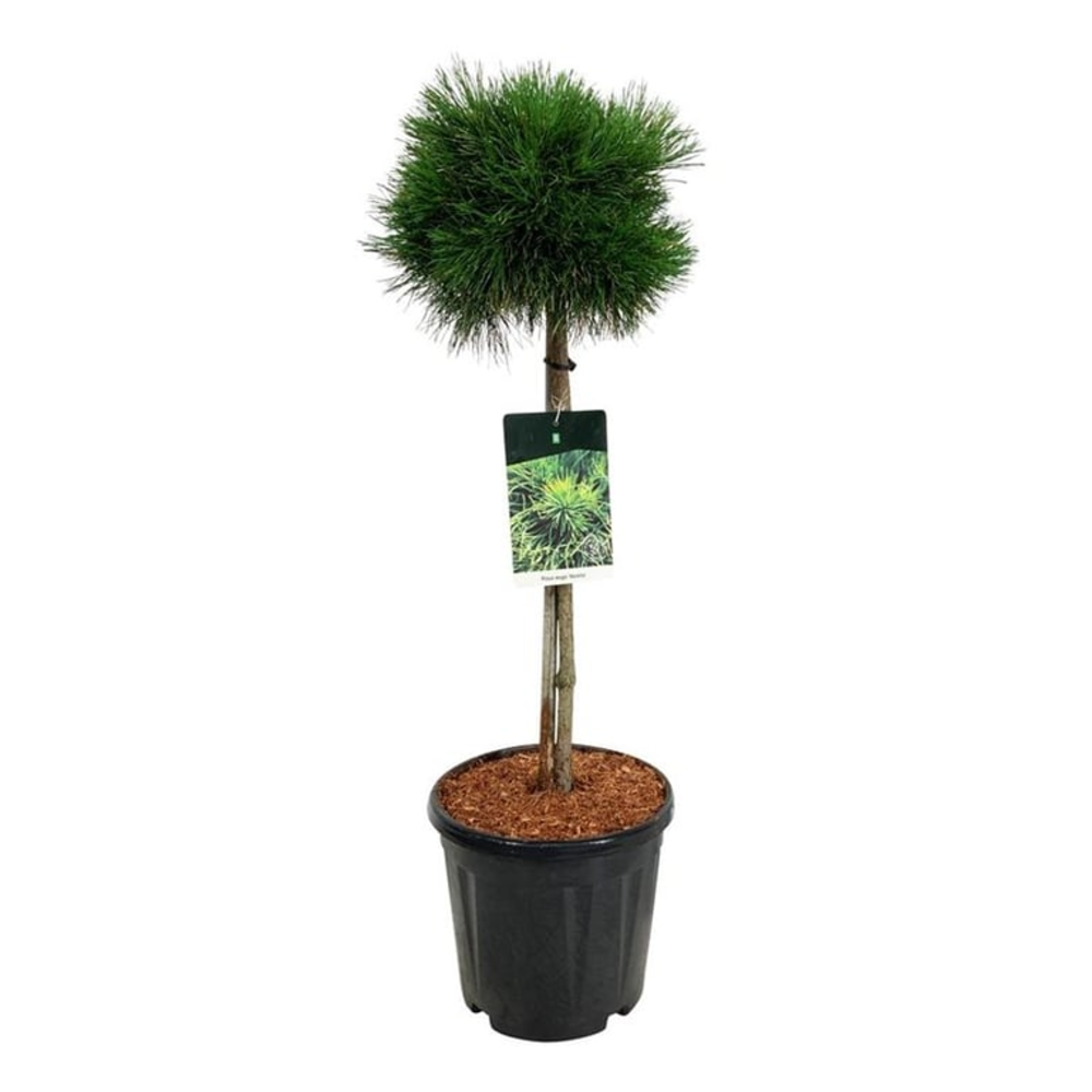 Pinus mugo 'Varella'.