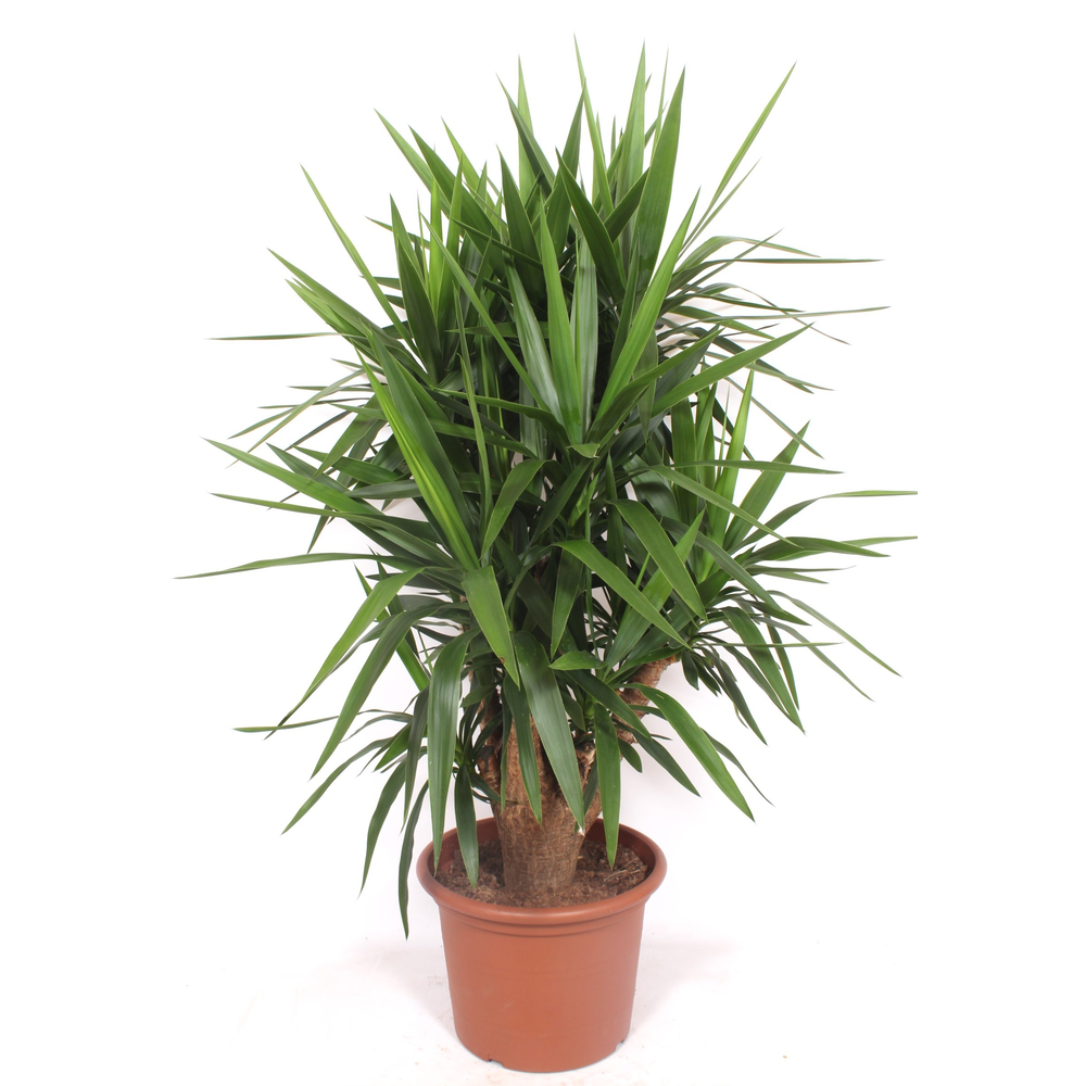 Yucca elephantipes.