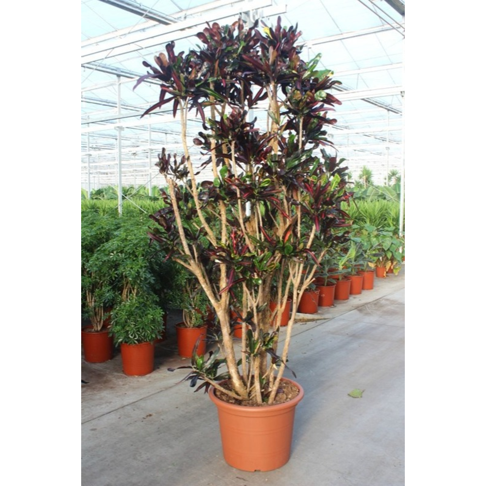 Codiaeum Mammi (Croton Mammi).