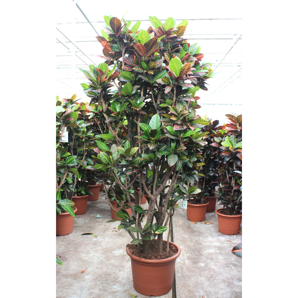 Codiaeum Petra (Croton Petra).